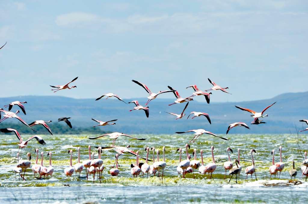 Lake Elmenteita Serena Camp Exteriér fotografie