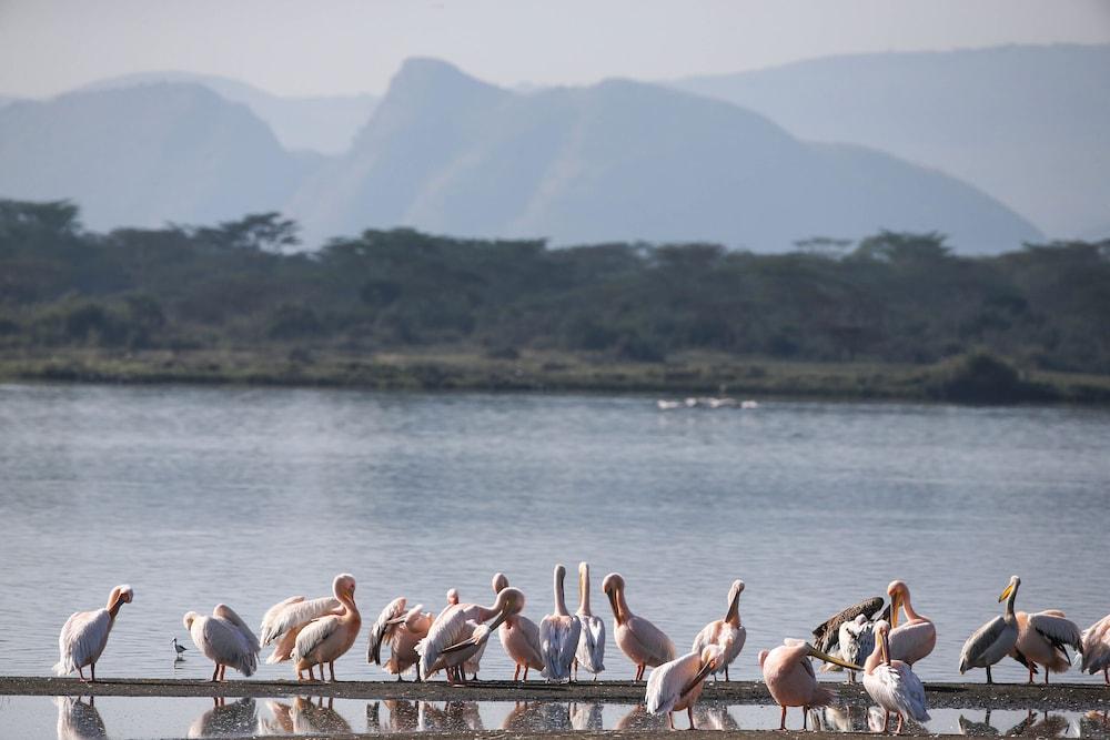 Lake Elmenteita Serena Camp Exteriér fotografie