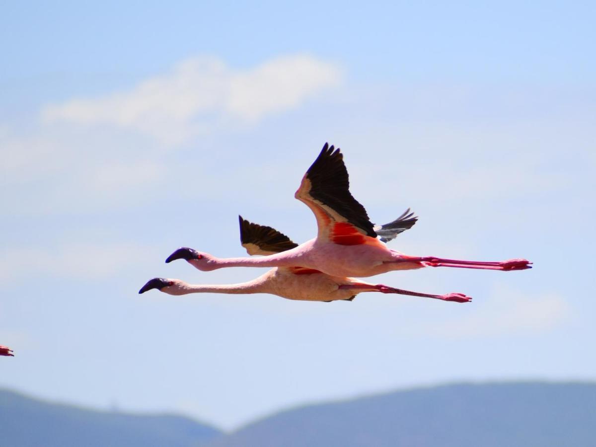 Lake Elmenteita Serena Camp Exteriér fotografie