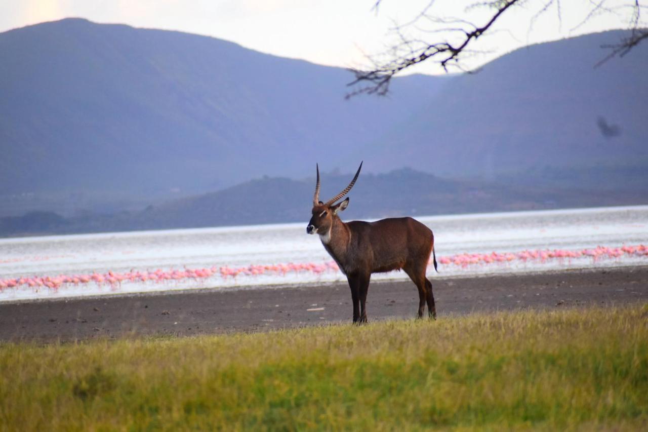 Lake Elmenteita Serena Camp Exteriér fotografie